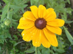 Rudbeckia hirta 'Indian Summer'