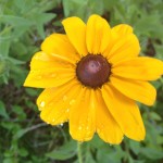 Rudbeckia hirta 'Indian Summer'